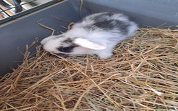 Mini Lop rabbits for sale: 3 lovely mini lop ear bunnies - Image 8