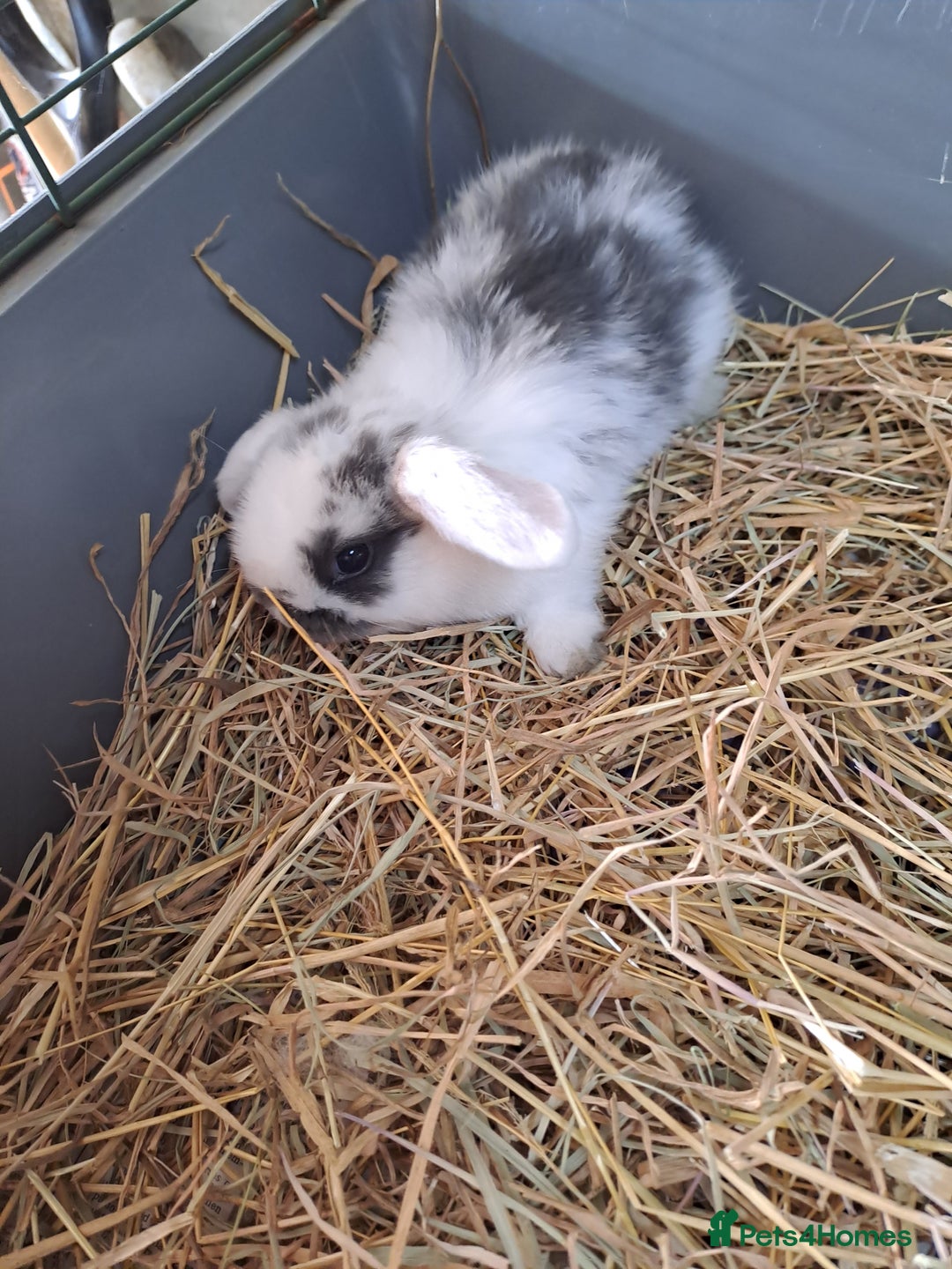Mini Lop rabbits for sale: 3 lovely mini lop ear bunnies - Image 8