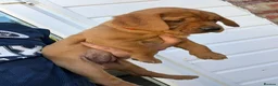 Labrador Retriever dogs for sale: Fox red labarador  - Advert 5