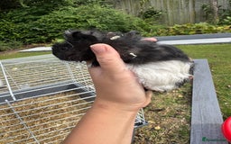 Guinea Pig rodents for sale: Guineapigs for sale  - Image 8