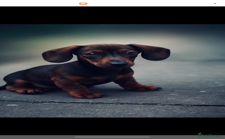 Miniature Dachshund dogs - Advert 6