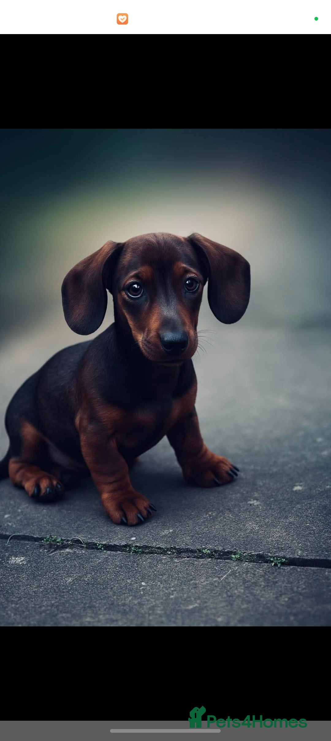 Miniature Dachshund dogs for sale: Miniature dachshund  - Image 1