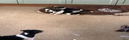 Jack Russell dogs for sale: Jack Russell pups for sale  - Advert 2