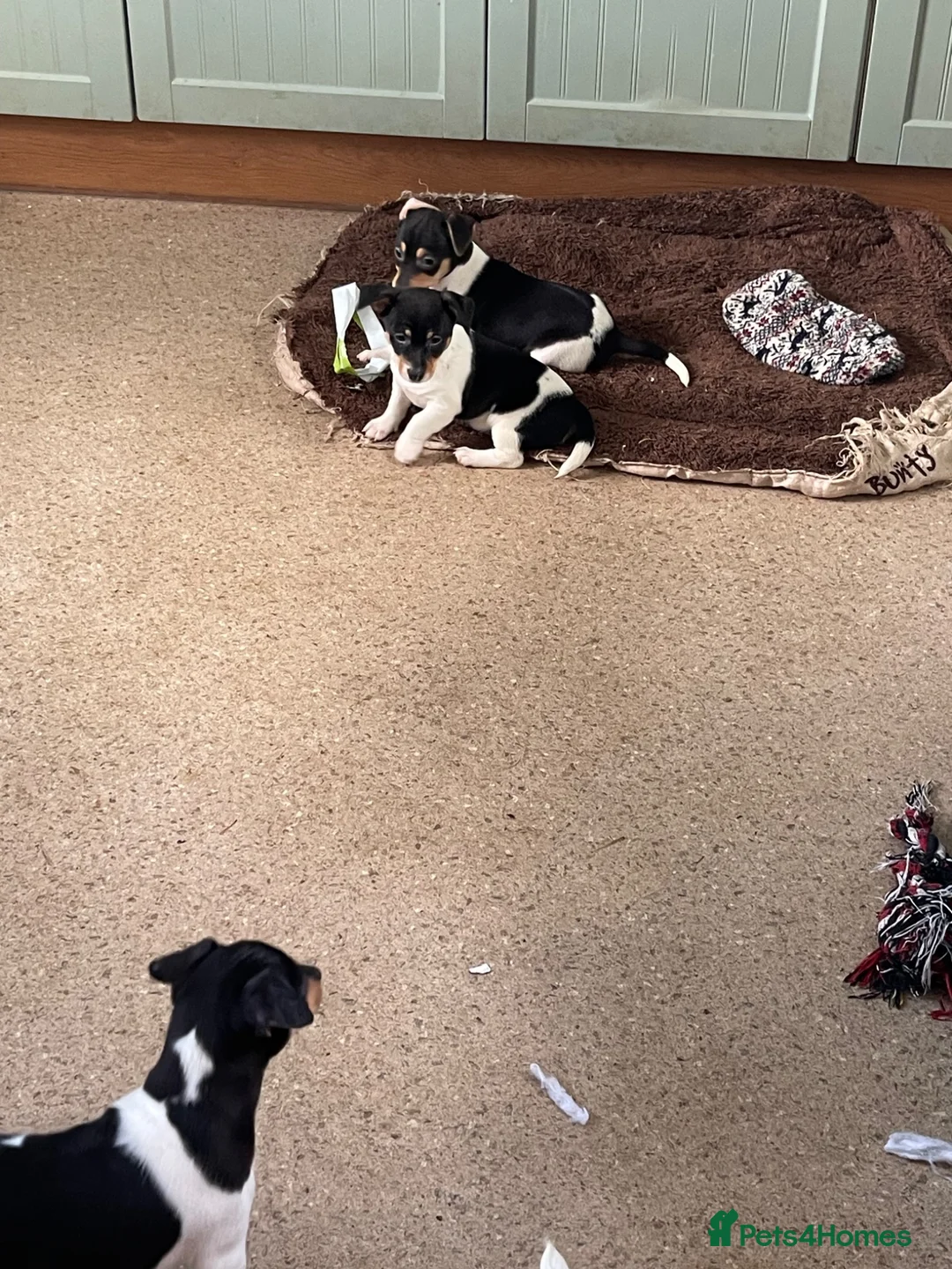 Jack Russell dogs for sale: Jack Russell pups for sale  - Advert 2