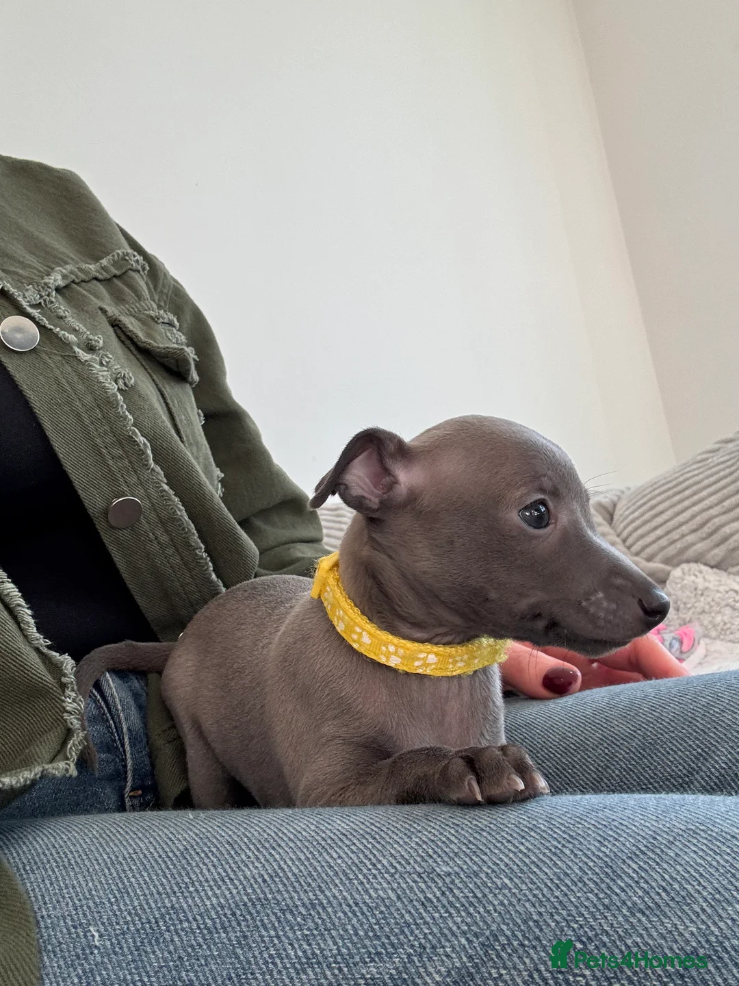 Italian Greyhound dogs for sale: KC registered blue Italian greyhounds for sale - Advert 14