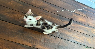 Bengal cats - Advert 6