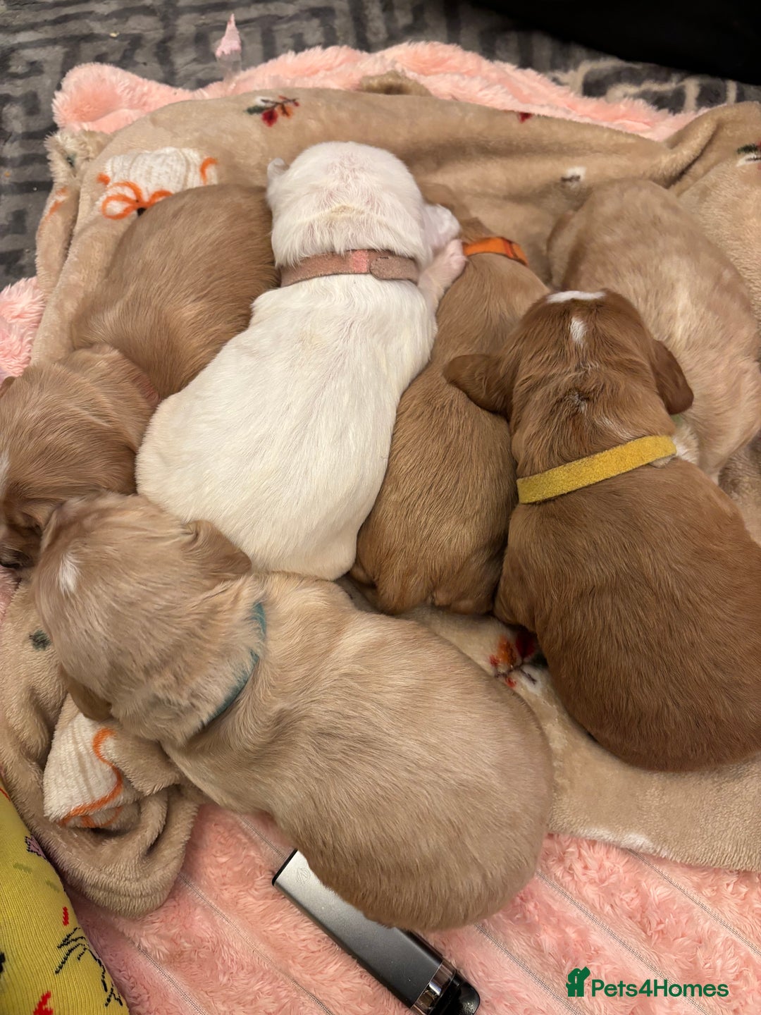 Cocker Spaniel dogs for sale: 6 beautiful cocker spaniels ALL DEPOSIT PAiD - Advert 10