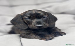 Dachshund dogs for sale: KC Standard Brindle Dachshund puppy/girl - Image 1