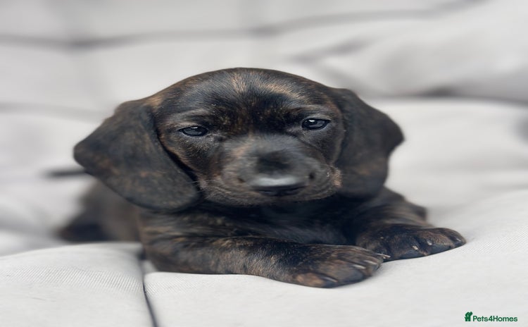 Dachshund dogs - Advert 1