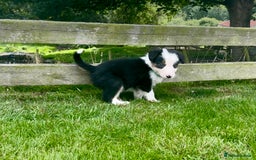 Border Collie dogs for sale: Beautiful Border Collie pups for sale  - Image 5