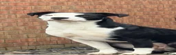 Mixed Breed dogs for sale: Luna & Millie - Advert 14