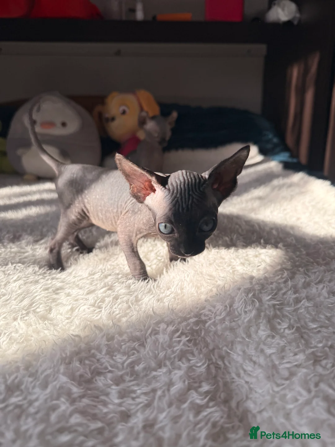 Sphynx cats for sale: Beautiful girls looking for forever home  in Warrington - Advert 2