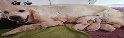 Golden Retriever dogs for sale: Outstanding Kc registered Golden Retriever puppies - Advert 31