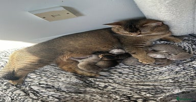 British Shorthair cats ​Exceptional TICA Active Reg. BSH Males  - Advert 3