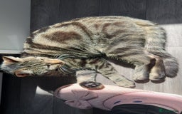 Domestic Shorthair cats for sale: Pretty little tuxedo and cutest little tabby - Image 15