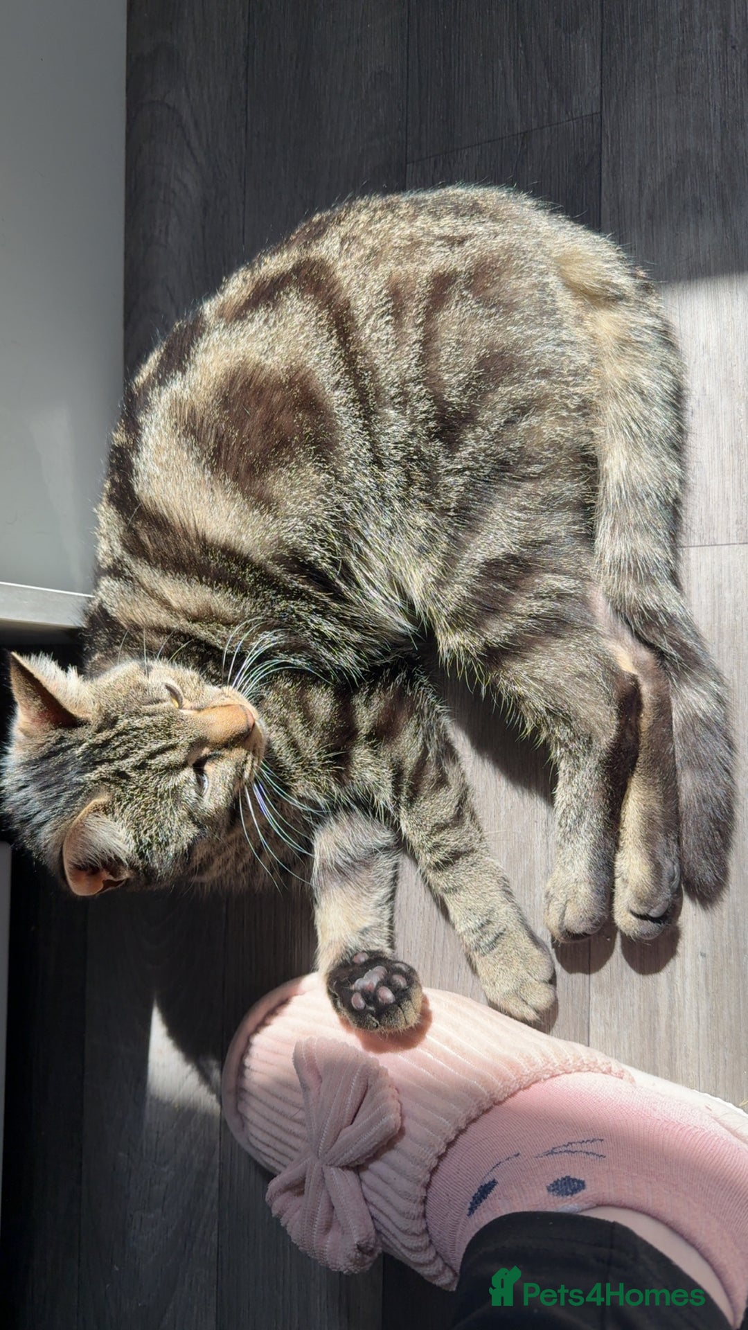 Domestic Shorthair cats for sale: Pretty little tuxedo and cutest little tabby - Image 15