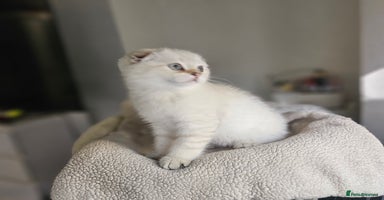 Scottish Fold cats - Advert 13