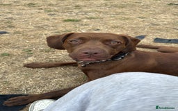 Mixed Breed dogs for sale: Rex for Sale - Image 2