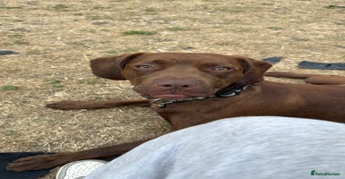 Mixed Breed dogs - Advert 11