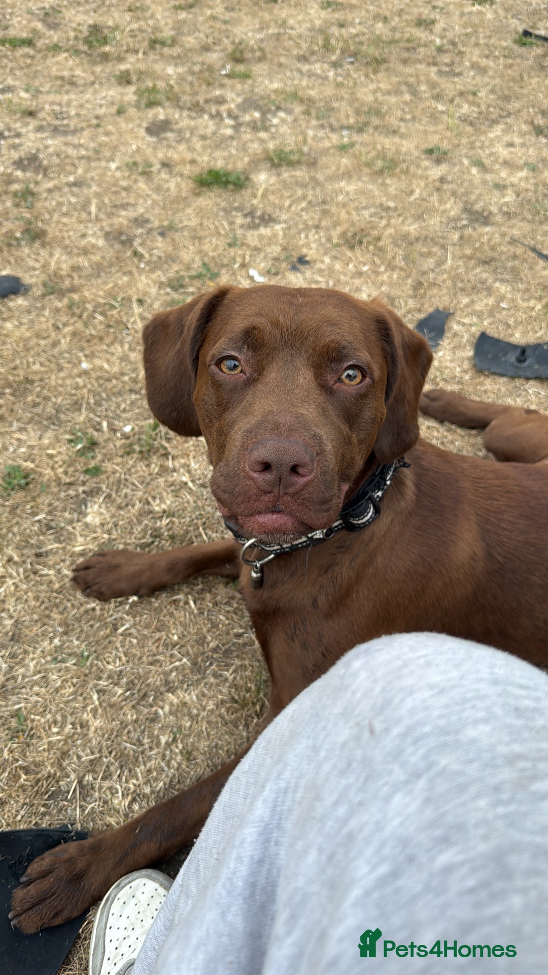 Mixed Breed dogs for sale: Rex for Sale - Image 2
