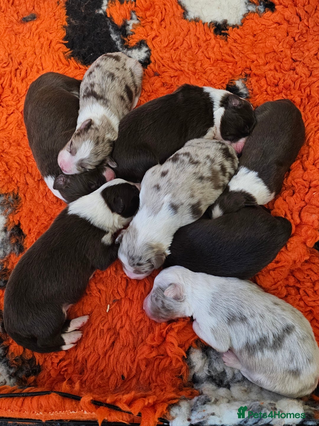 Border Collie dogs for sale: Border collie puppies  - Image 2