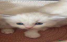 Ragdoll cats for sale: Beautiful Ragdoll Kittens Ready for Reservaton! 🐾 - Image 8