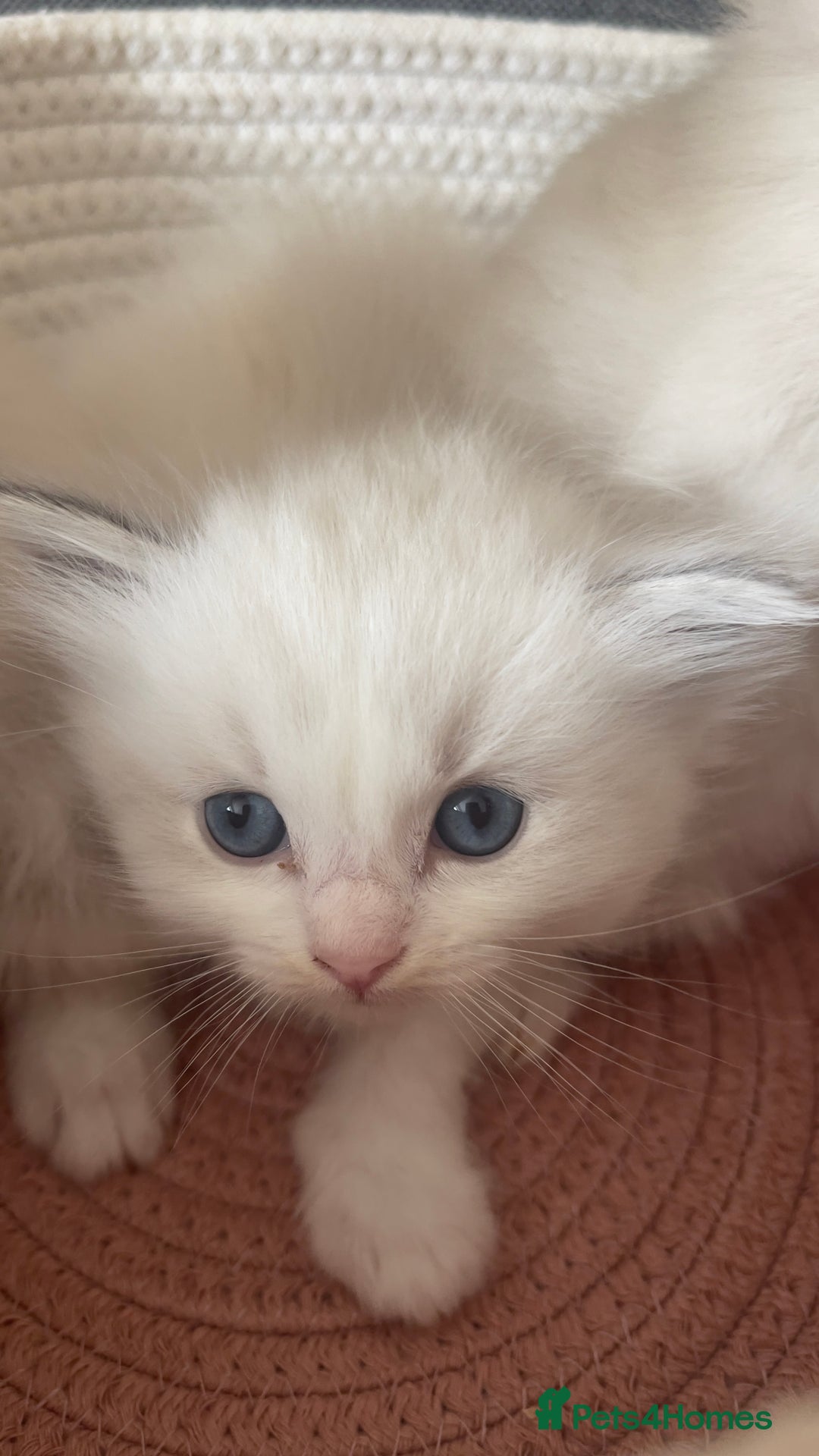 Ragdoll cats for sale: Beautiful Ragdoll Kittens Ready for Reservaton! 🐾 - Image 8