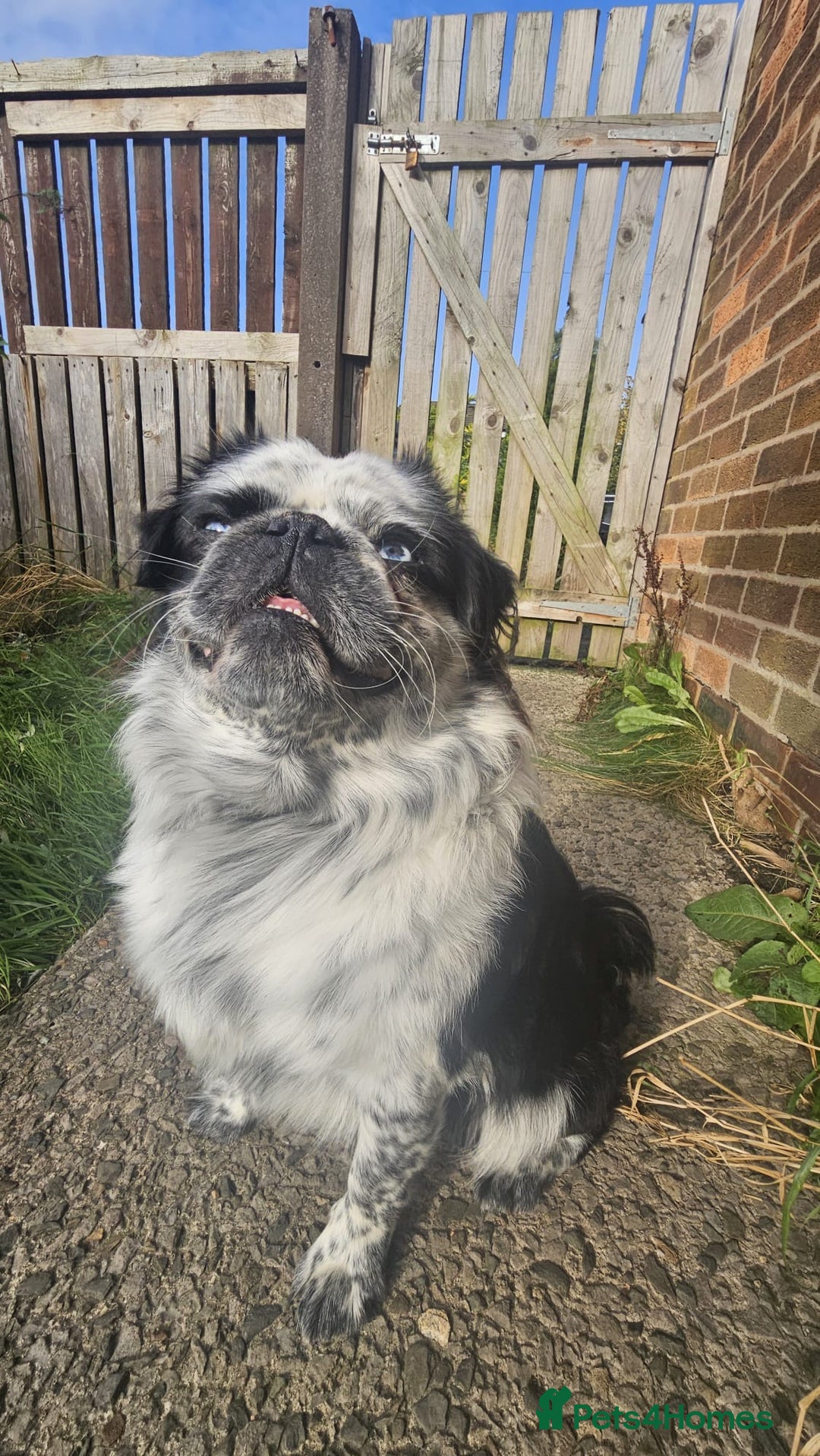 Pug dogs for stud: Gorgeous one of a kind full fluffy panda pug! - Advert 4