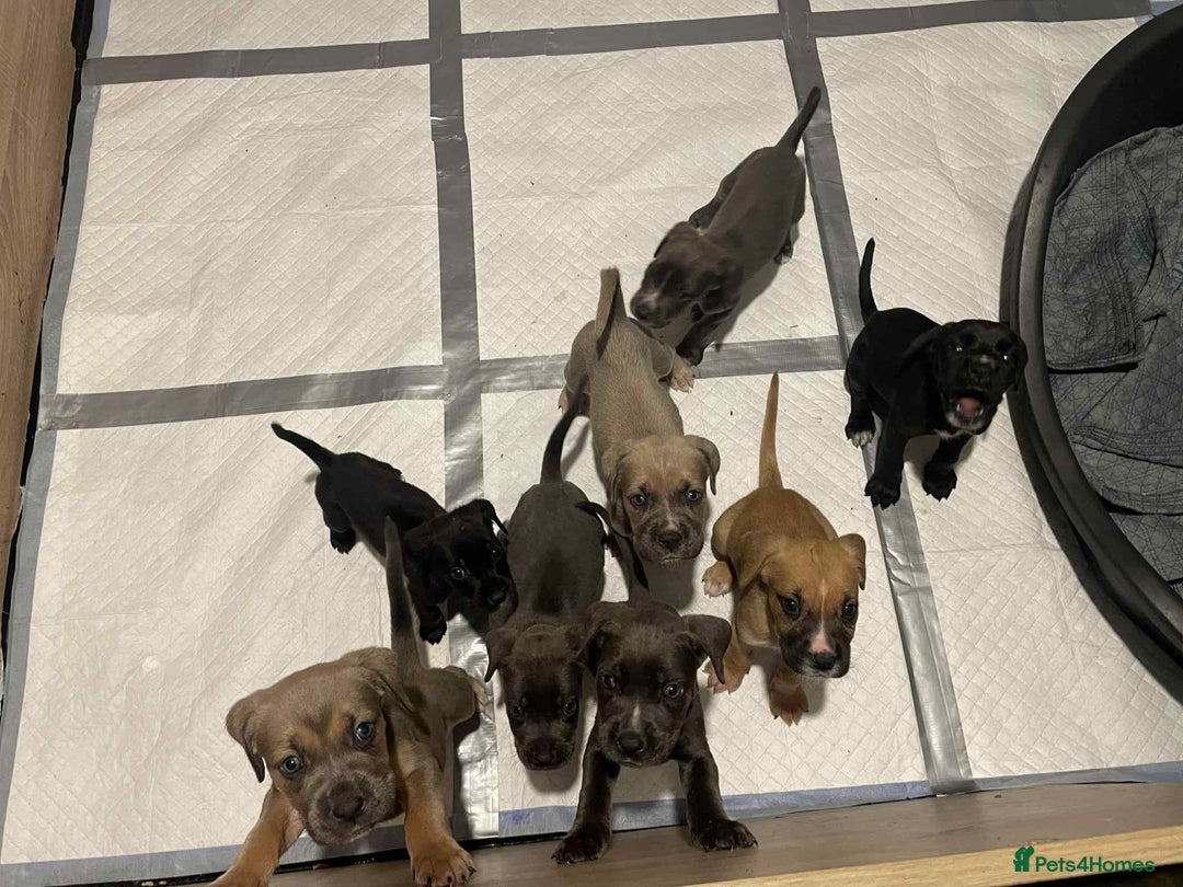 Cane Corso dogs for stud: Cane corso STUD supreme - Advert 9