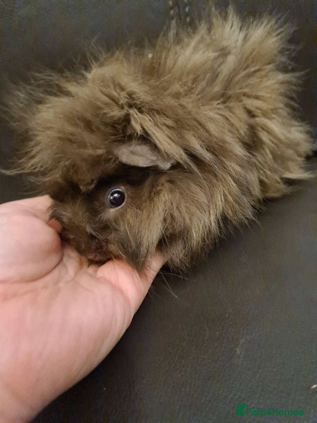 Guinea Pig rodents for sale: Long haired Peruvian-cross baby boys - Image 10