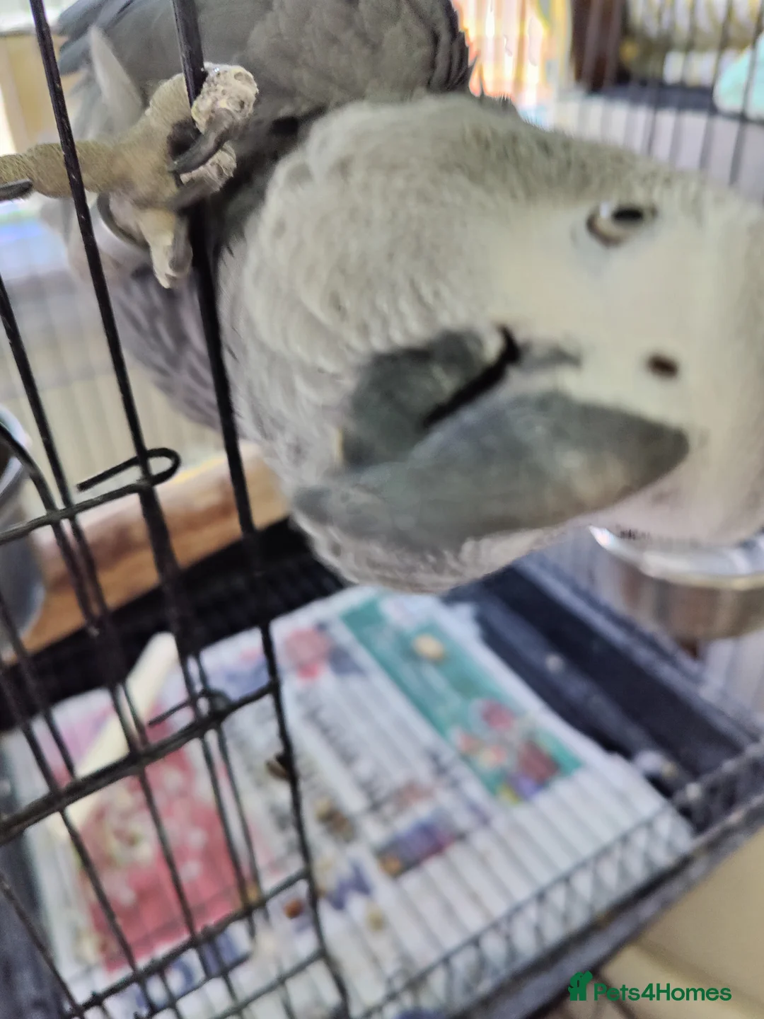 Parrots birds for sale: Baby African Gray  - Advert 2