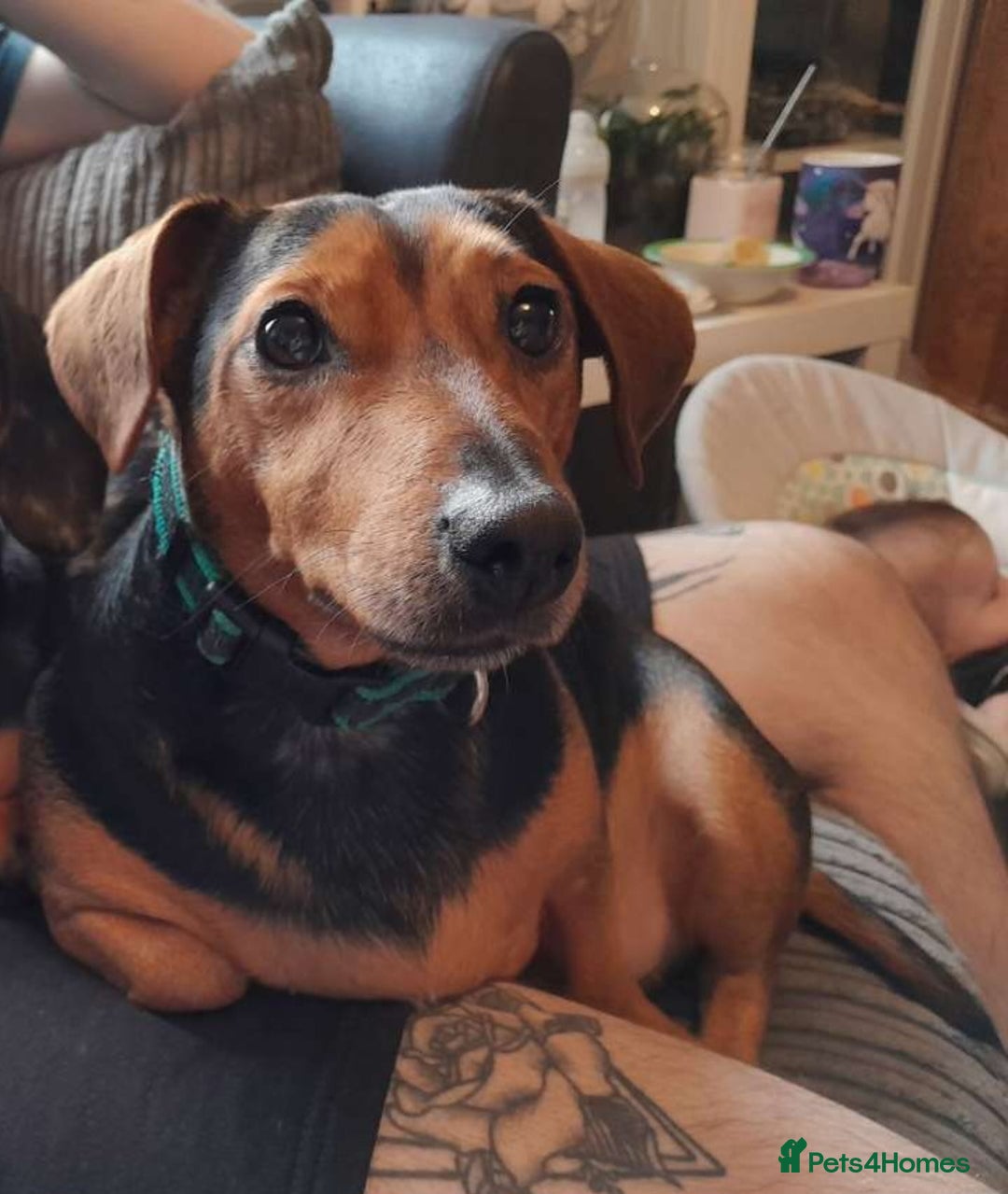 Mixed Breed dogs for sale: Woody - Advert 5