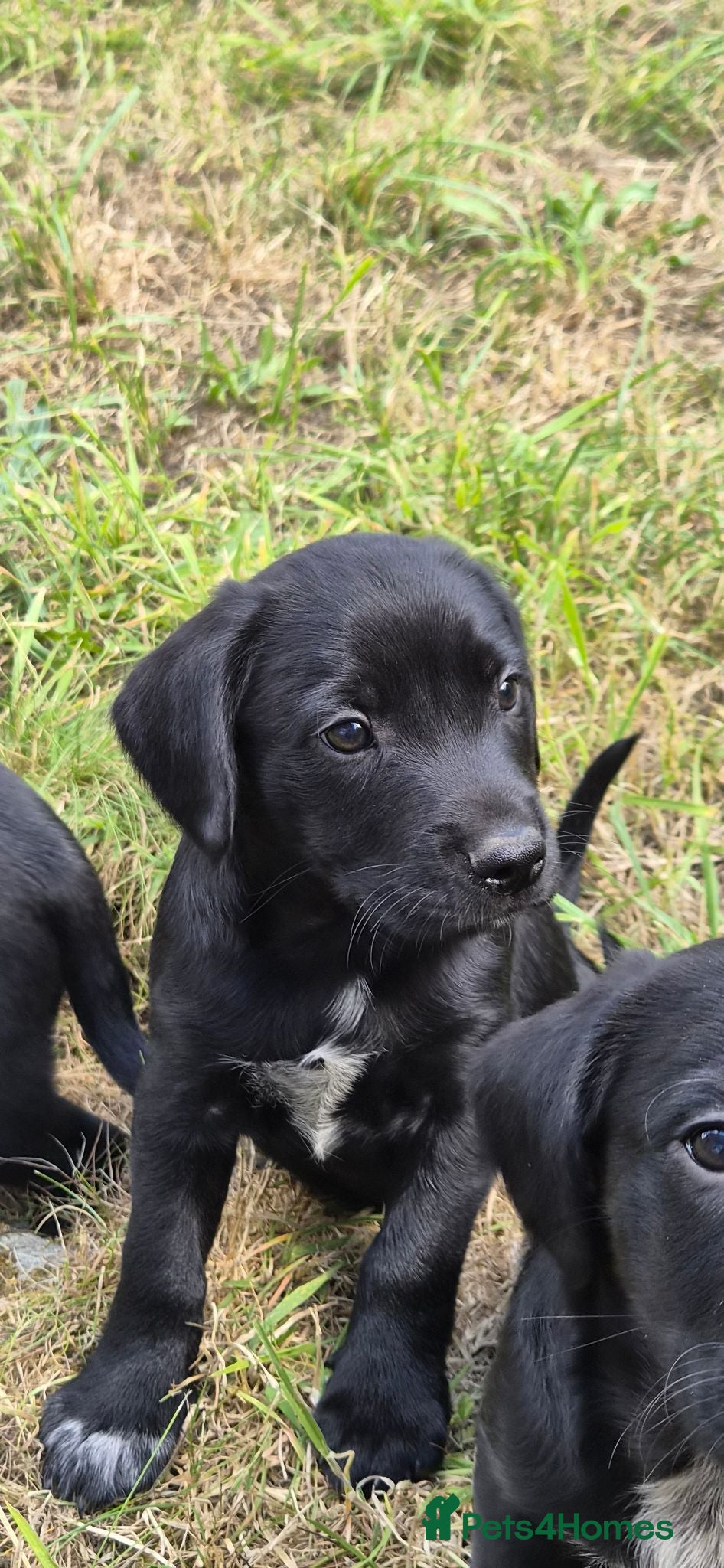 Mixed Breed dogs Sprollies - Cocker x Collie Puppies - Advert 2