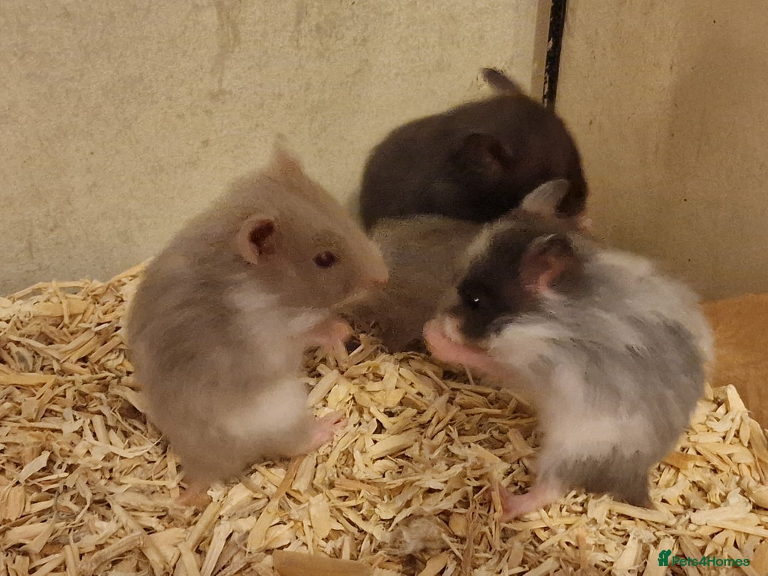 Hamster rodents for sale: Baby syrian hamsters  - Image 2