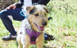 Fox Terrier dogs for adoption: Norte - Image 2