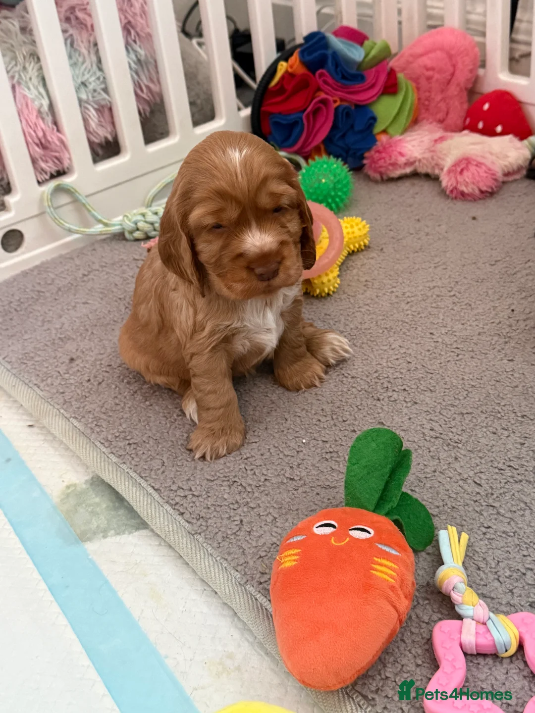 Cocker Spaniel dogs for sale: Health tested clear show cocker spaniel puppies - Advert 14