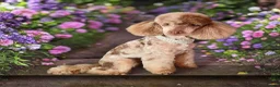 Toy Poodle dogs for stud: FOR STUD PEANUT  - Advert 3