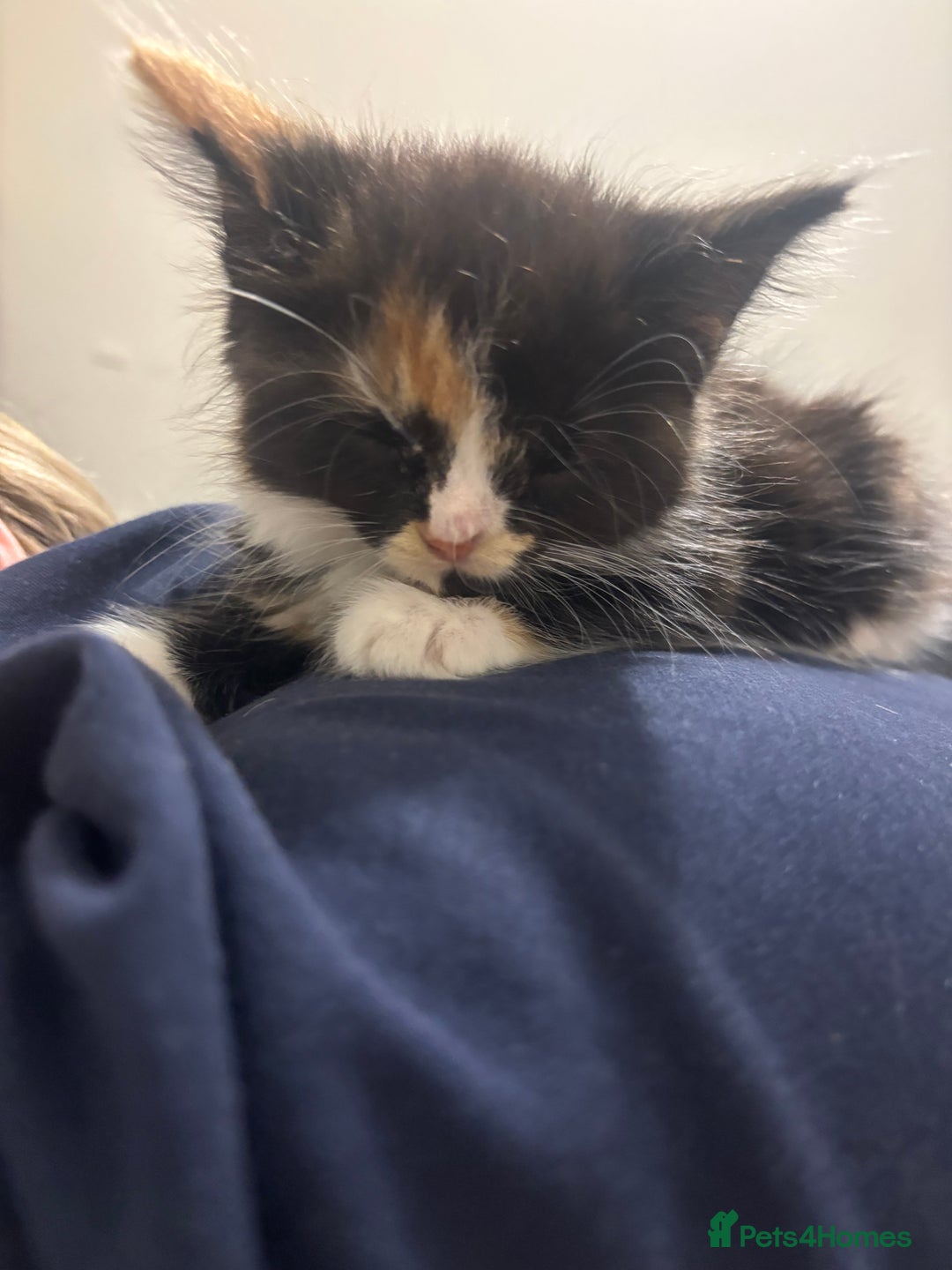 Mixed Breed cats for sale: 2 kittens rare coloured  - Advert 9