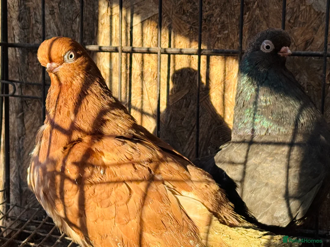 Pigeons birds for sale: RARE ENGLISH SHORTFACE TUMBLERS - Advert 20