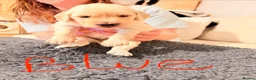 Goldendoodle dogs for sale: ESMES GOLDENDOODLES - Advert 6