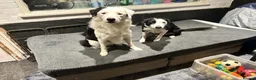 Border Collie dogs for sale: Border Collie Male 3 Years Old in Hull - Advert 7