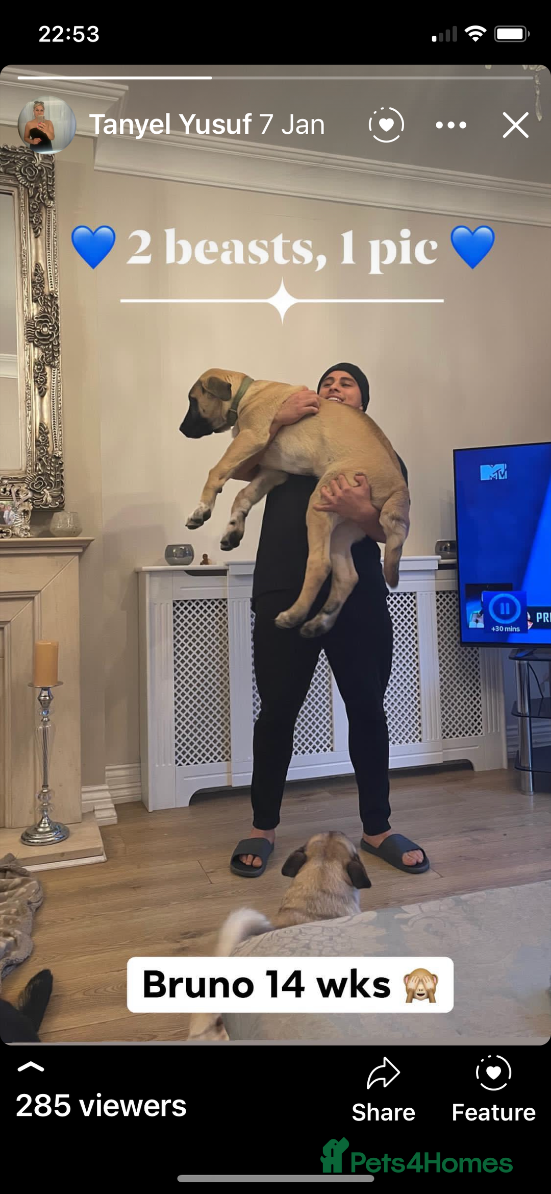Turkish Kangal dogs for stud: Bruno 'The Kangal King' - Image 9