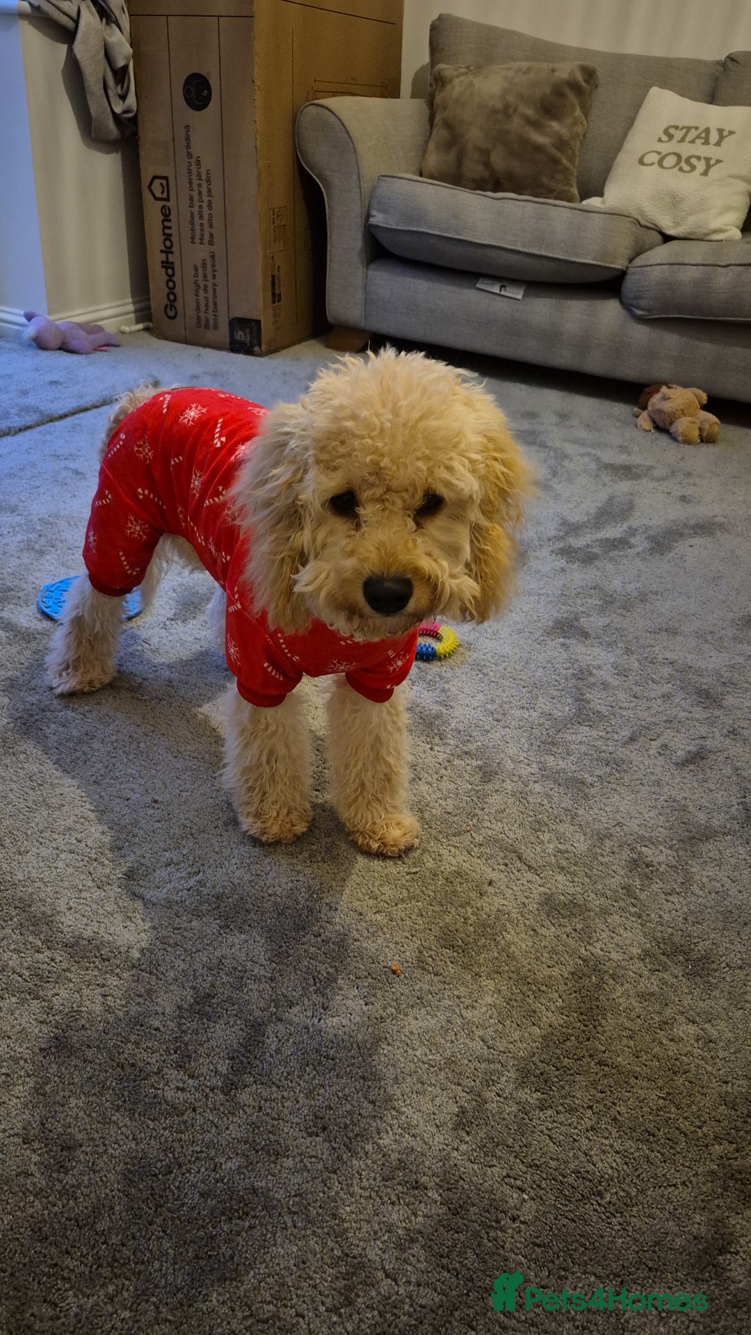 Cavapoo dogs for sale: Cavapoo - Advert 2