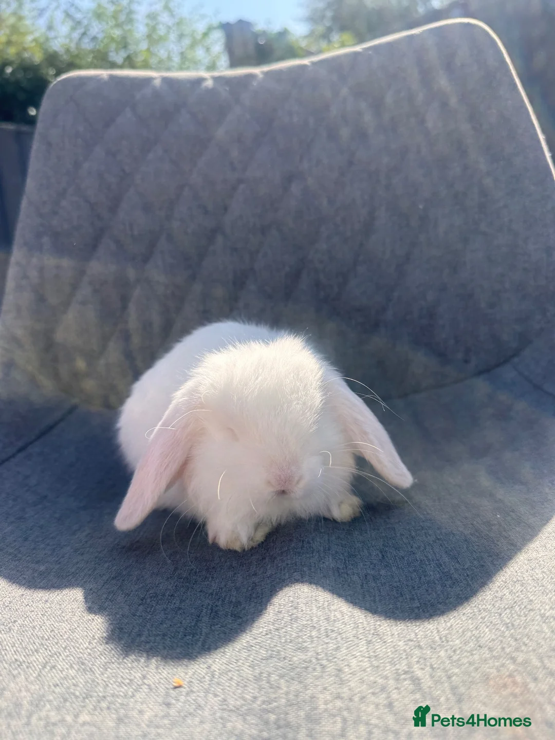 Mini Lop rabbits for sale: Pure bred mini lop bunnies  - Advert 4