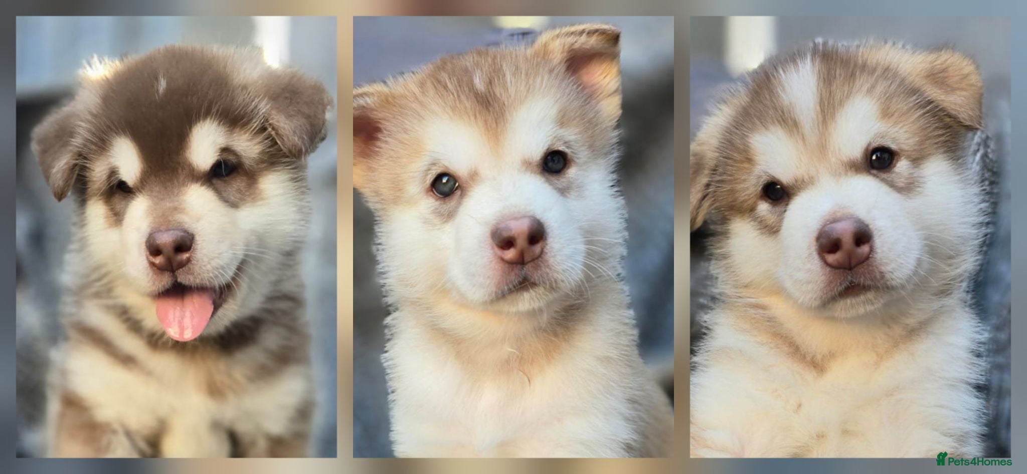 Alaskan Malamute dogs 4 Remaining Stunning Alaskan Malamute Puppies - Advert 2