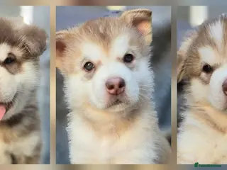 Alaskan Malamute dogs 4 Remaining Stunning Alaskan Malamute Puppies - Advert 2