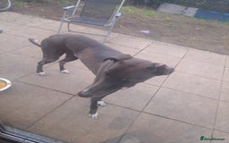 Lurcher dogs for sale: 4 years old Lurcher male - Image 2