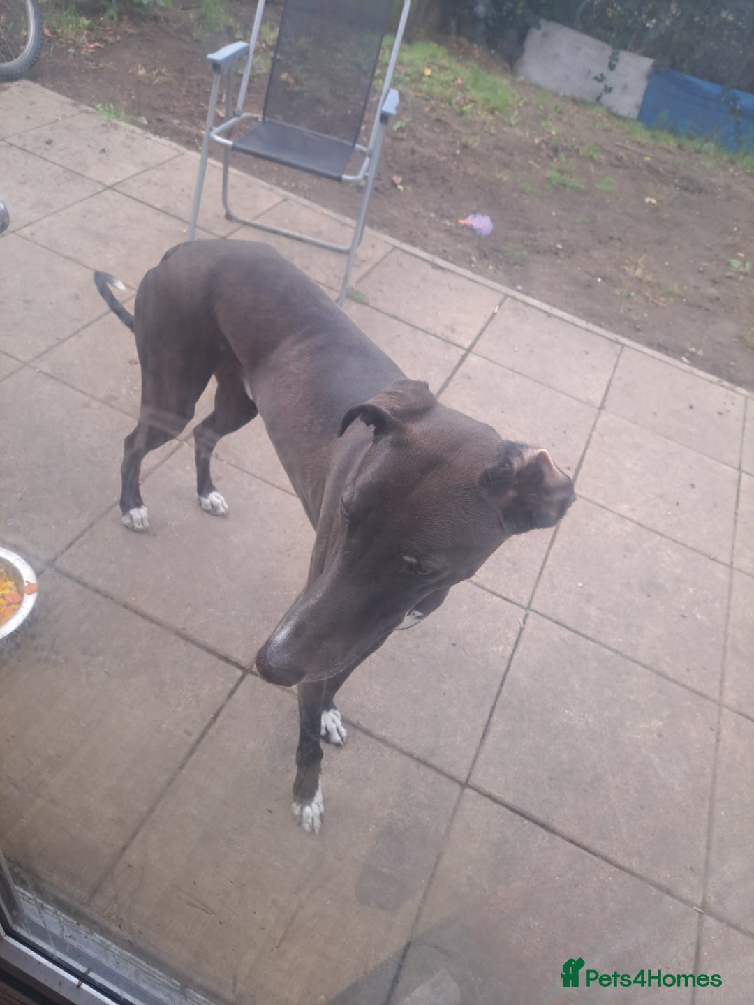 Lurcher dogs for sale: 4 years old Lurcher male - Image 2