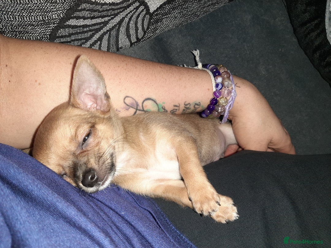 Chihuahua dogs for sale: May have a new home. - Advert 5