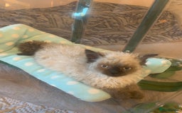 Selkirk Rex cats for sale: Selkirk rex kittens  - Image 21